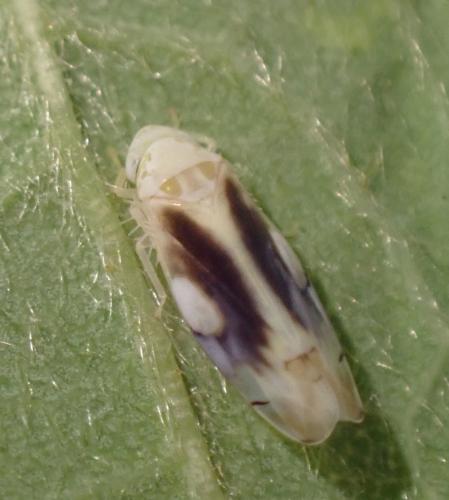 Eurhadina loewii